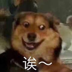 一个狗狗最新爆料图片表情包,萌态可掬，笑翻网友